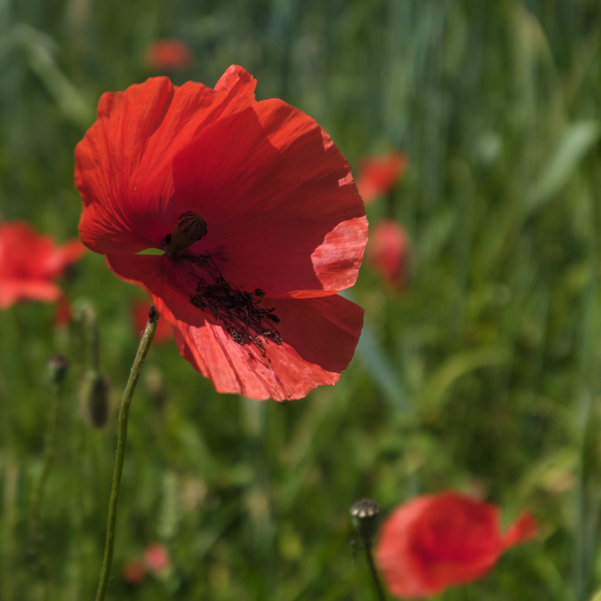 Makrofotografie mit Mohn | Fotoschool Pfäffikon ZH
