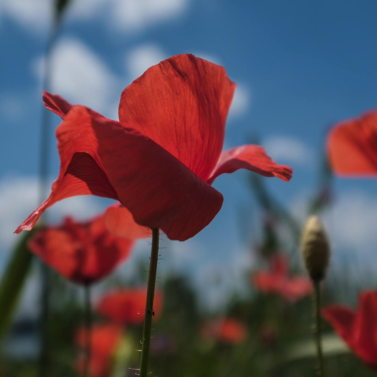 Makrofotografie mit Mohn | Fotoschool Pfäffikon ZH
