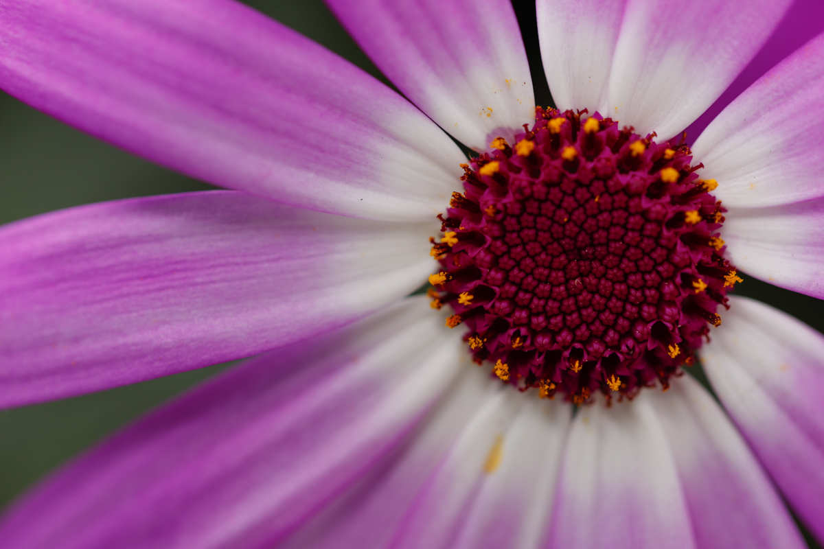 Fotoworkshop Grundlagen | Fotoschool Pfäffikon ZH