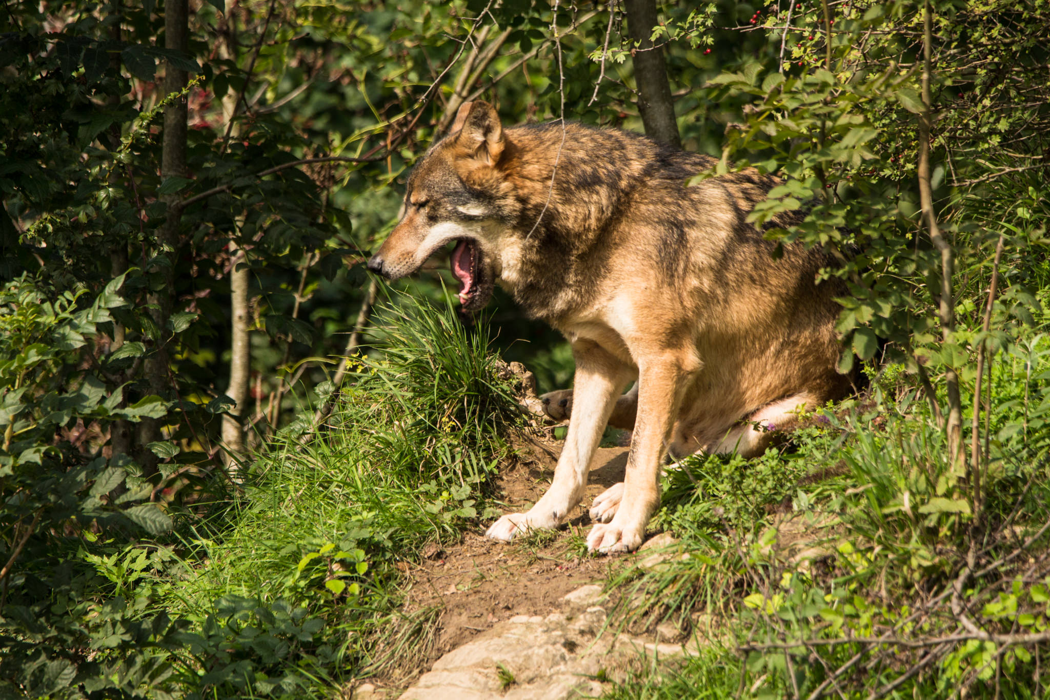 Tierfotografie im Tierpark | Fotoschool Pfäffikon ZH