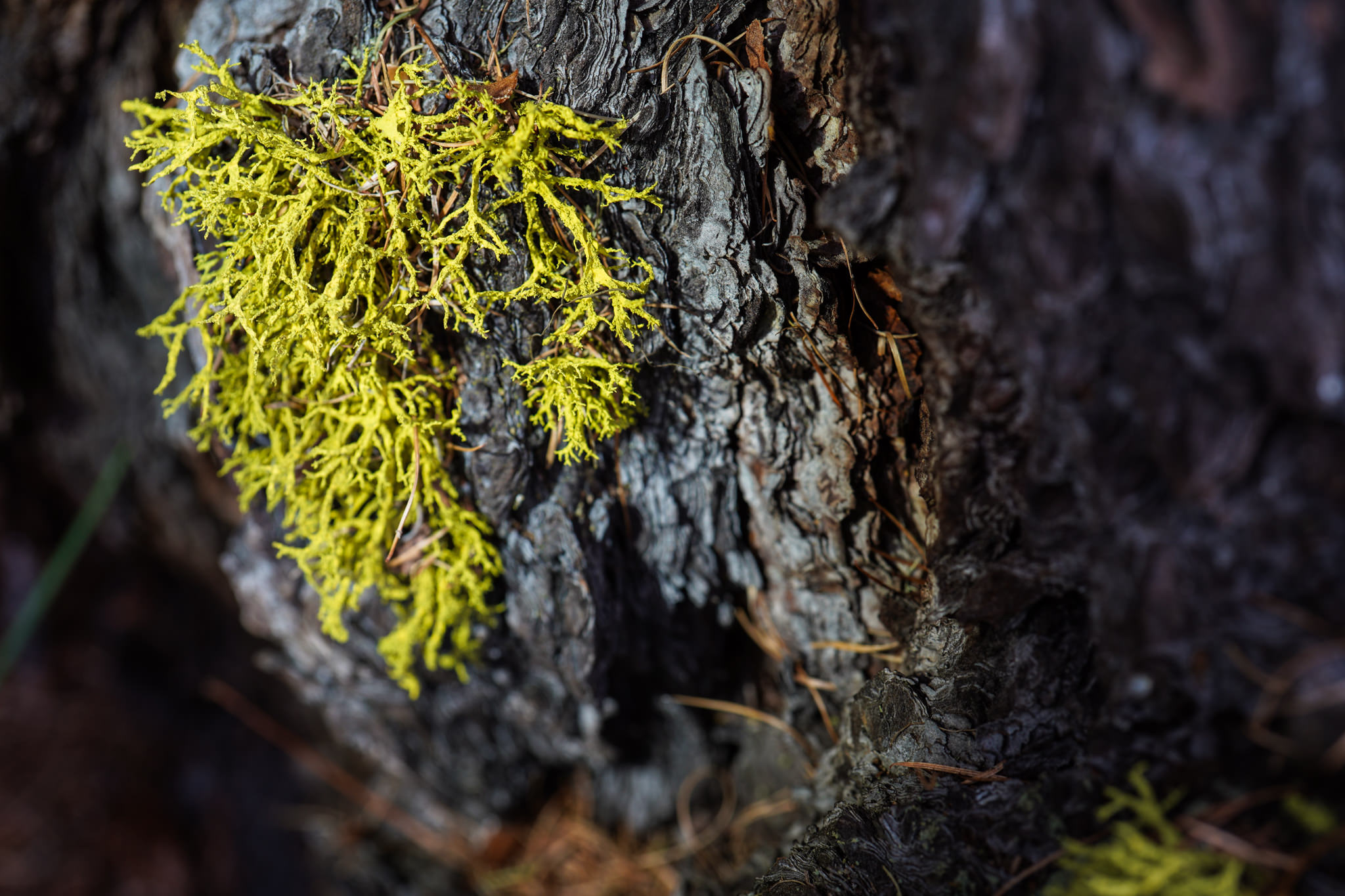 Fotowochenende in Spinas Teil 3 – Makrobilder aus dem Wald