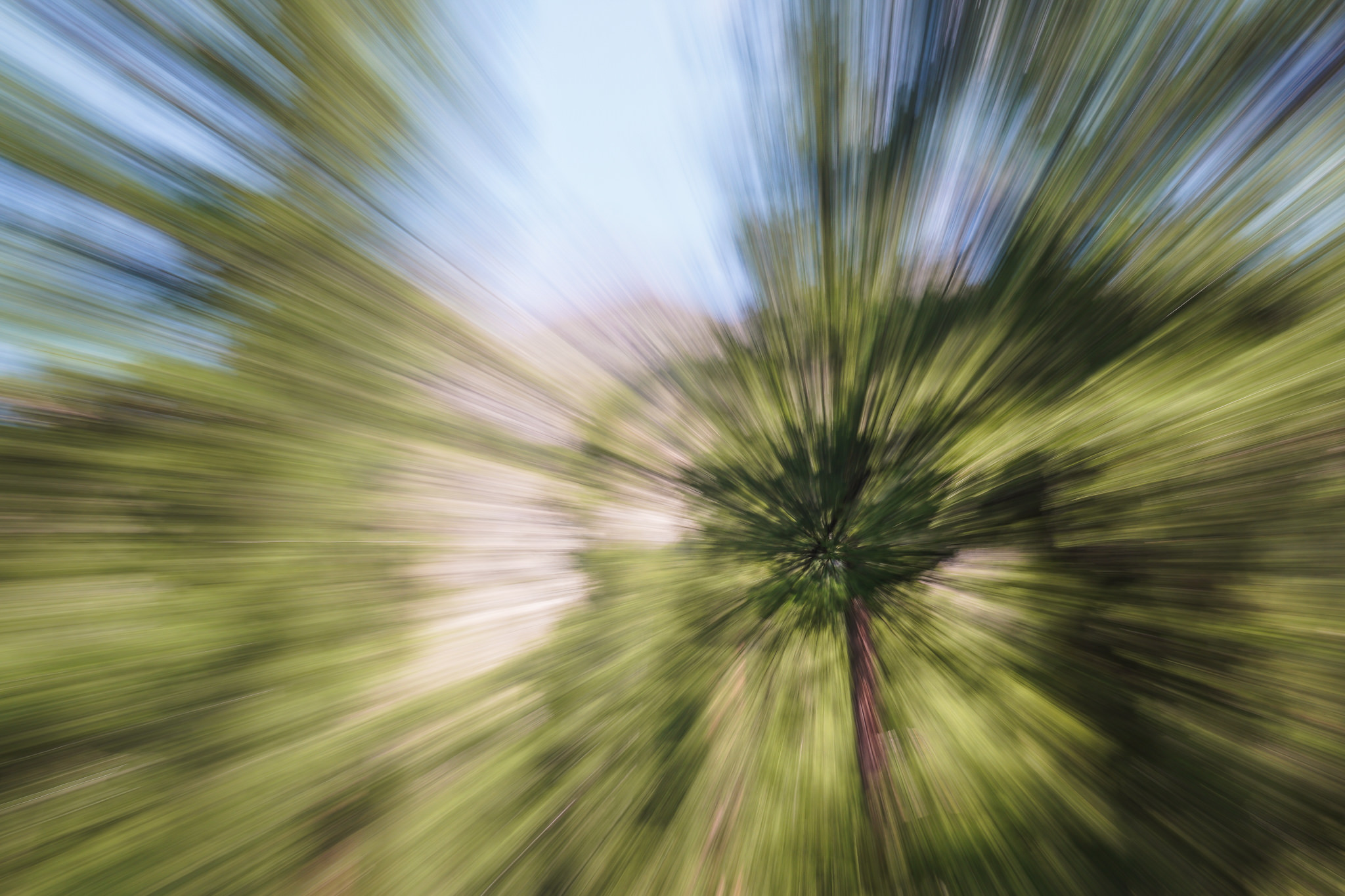 Fotowochenende in Spinas Teil 3 – Makrobilder aus dem Wald