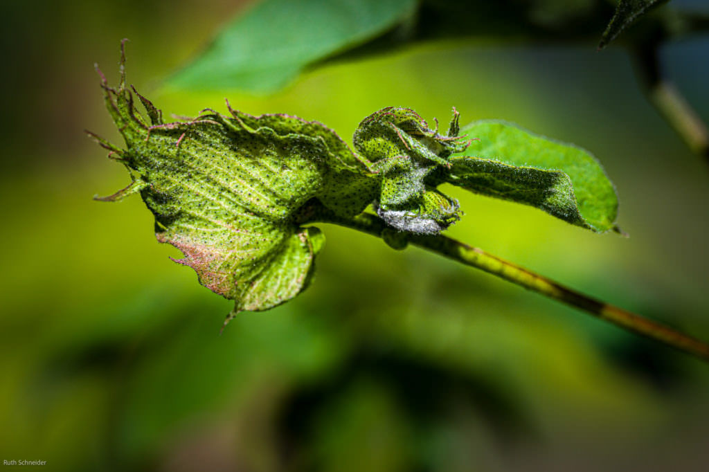 Nikkor Z MC 105 mm Makroobjektiv im Botanischen Garten