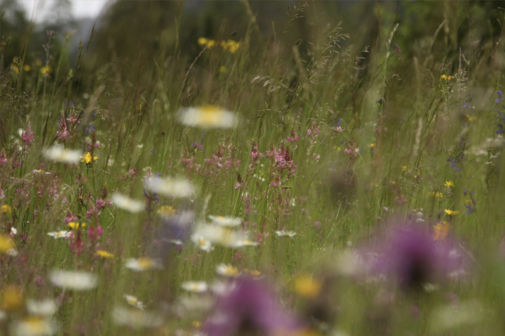 Fotoreportage «Orchideen» | Fotoschool Pfäffikon ZH