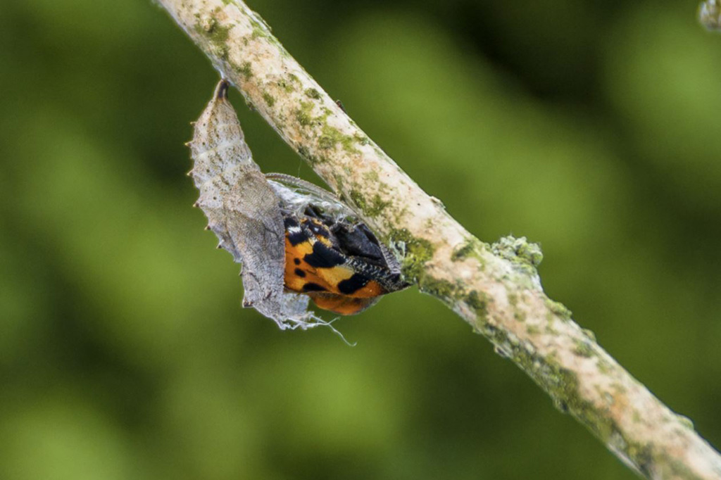 Fotoreportage «Schmetterling» | Fotoschool Pfäffikon ZH