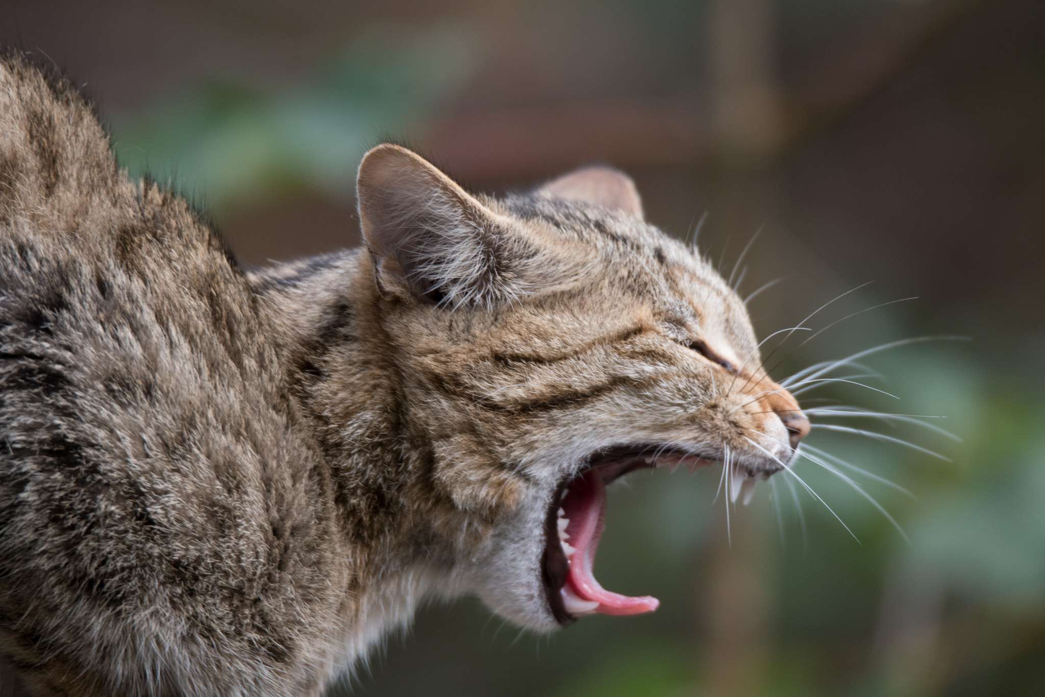 Tierfotografie im Tierpark | Fotoschool Pfäffikon ZH