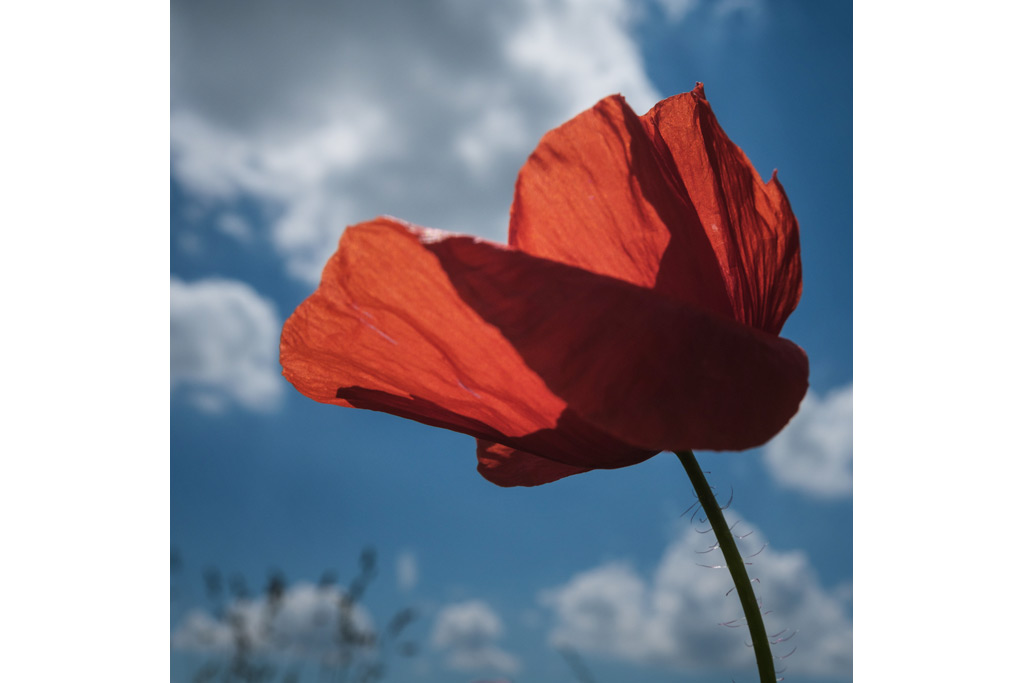 Makrofotografie mit Mohn | Fotoschool Pfäffikon ZH